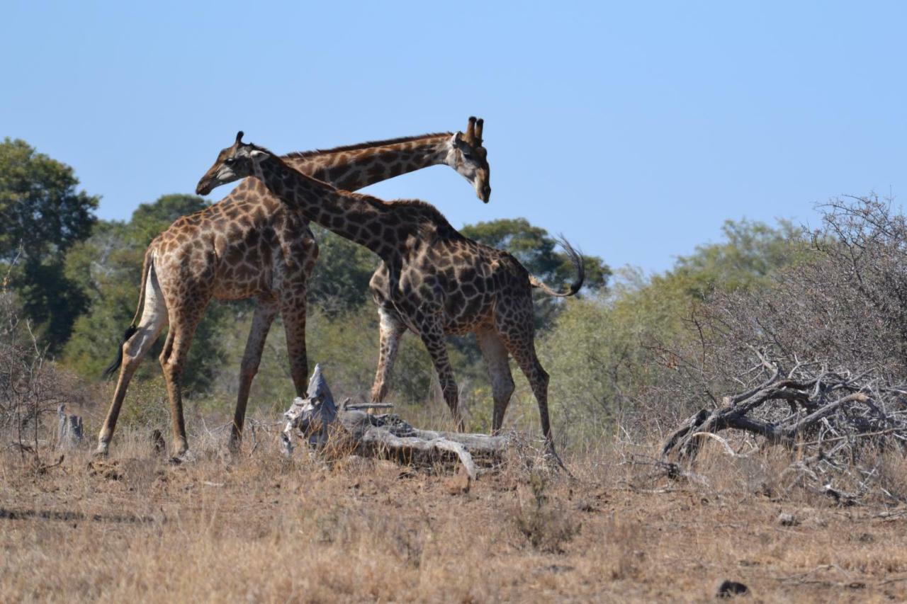 Mzsingitana Tented Camp 호에드스프뤼트 외부 사진