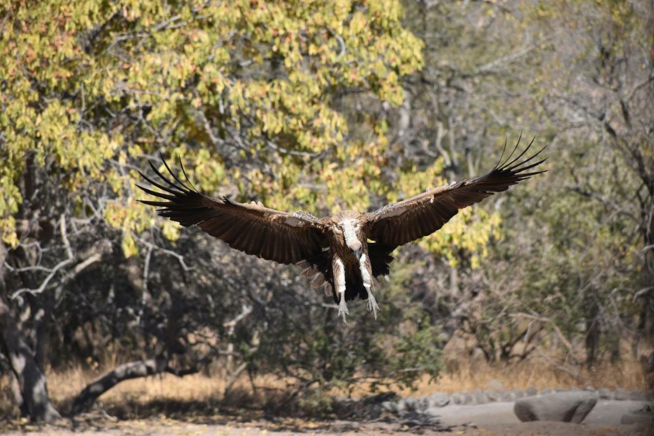 Mzsingitana Tented Camp 호에드스프뤼트 외부 사진