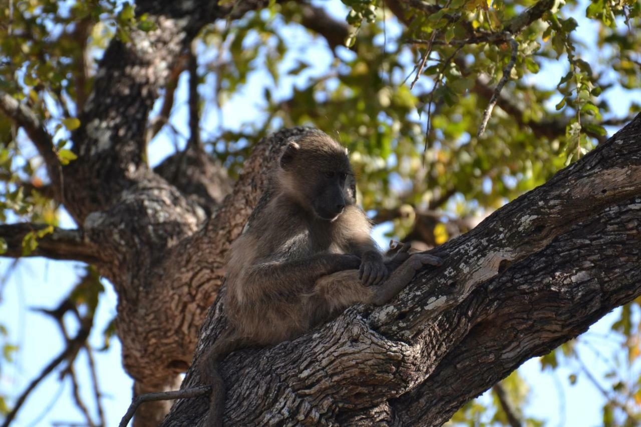 Mzsingitana Tented Camp 호에드스프뤼트 외부 사진